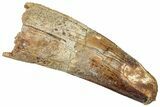 Real Spinosaurus Tooth - Large Dinosaur Tooth #314747-1